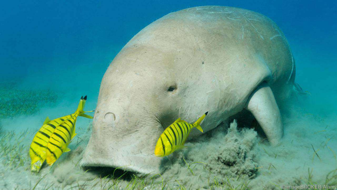 20 Amazing facts about Andaman & Nicobar Islands 20 Amazing facts about Andaman & Nicobar Islands